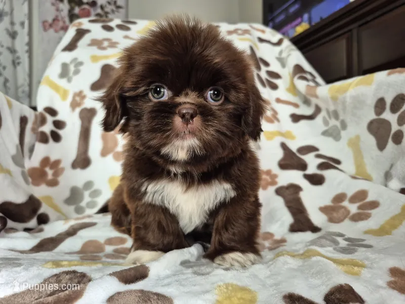 Gumball – Shih Tzu puppy for sale in Charlotte, NC