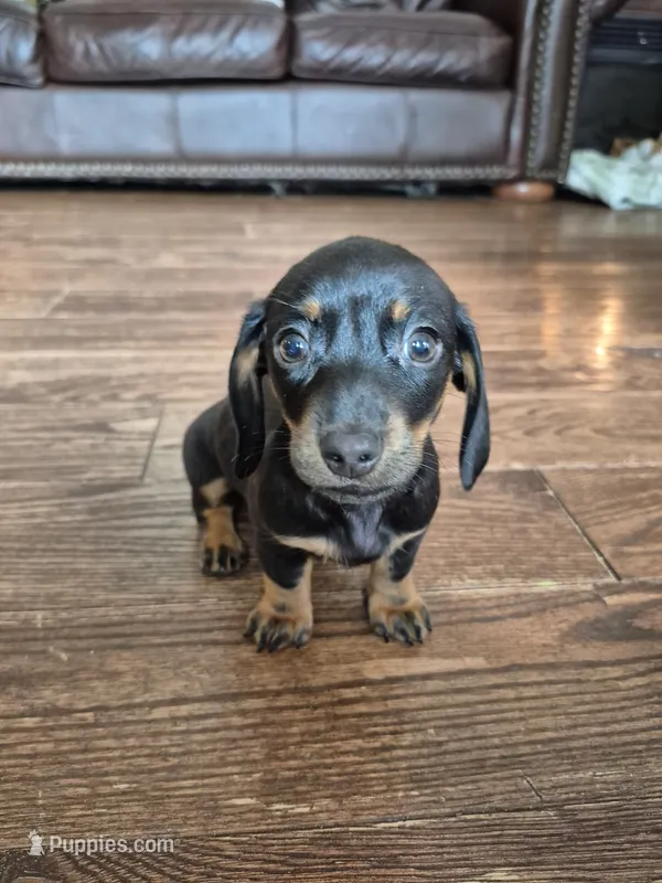 Marnie – Miniature Dachshund puppy for sale in Charlotte, NC
