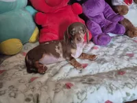 Rose , a female Miniature Dachshund for sale in Charlotte, NC – 3 of 6
