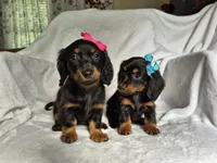 Lily, a female Miniature Dachshund for sale in Charlotte, NC – 7 of 7