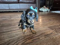 Lily, a female Miniature Dachshund for sale in Charlotte, NC – 3 of 7