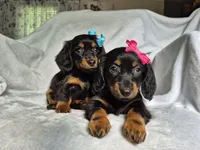 Lily, a female Miniature Dachshund for sale in Charlotte, NC – 6 of 7