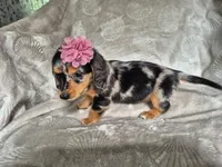 Molly, a female Miniature Dachshund for sale in Charlotte, NC – 5 of 5