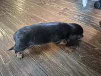 Sam, a male Miniature Dachshund for sale in Charlotte, NC – 3 of 5