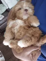 Sadie, a female Shih Tzu for sale in Charlotte, NC – 5 of 5