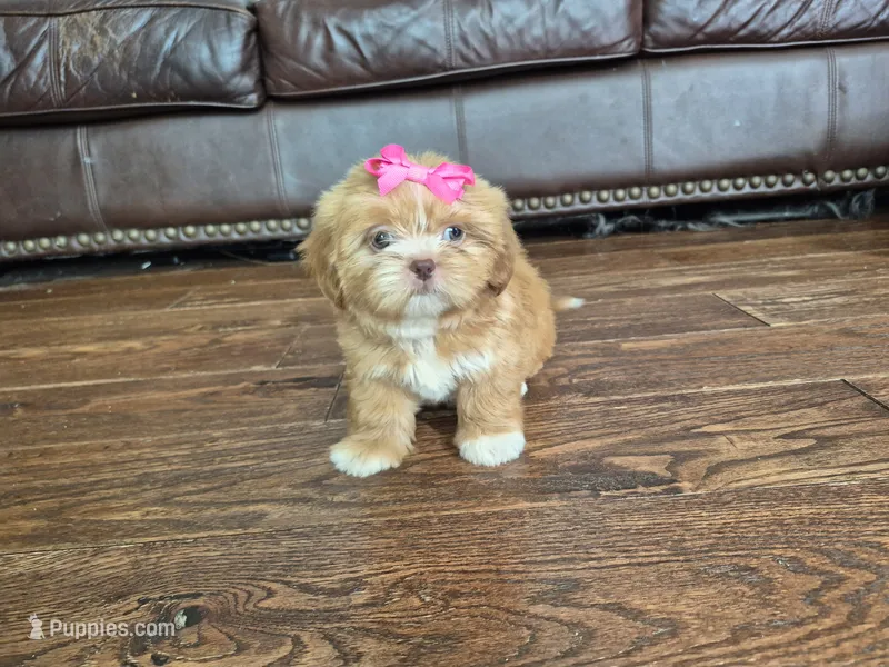 Sadie – Shih Tzu puppy for sale in Charlotte, NC