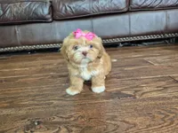 Sadie, a female Shih Tzu for sale in Charlotte, NC – 3 of 5