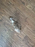 Mollie, a female Miniature Dachshund for sale in Charlotte, NC – 4 of 5