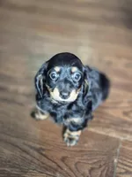 Male 1, a male Miniature Dachshund for sale in Charlotte, NC – Photo 3 of 4