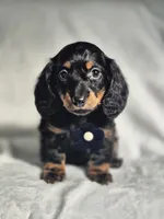 Male 1, a male Miniature Dachshund for sale in Charlotte, NC – Photo 2 of 4