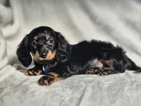 Male 1, a male Miniature Dachshund for sale in Charlotte, NC – Photo 4 of 4