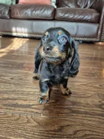 Jack , a male Miniature Dachshund for sale in Charlotte, NC – 4 of 6