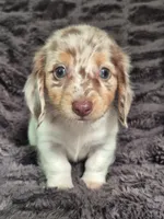 Zues , a male Miniature Dachshund for sale in Charlotte, NC – 5 of 5