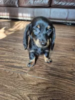 Jack, a male Miniature Dachshund for sale in Charlotte, NC – 2 of 5