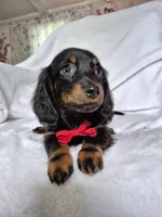 Jack , a male Miniature Dachshund for sale in Charlotte, NC – 3 of 6