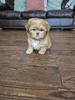 Jax, a male Shih Tzu for sale in Charlotte, NC – 5 of 5