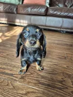 Jack , a male Miniature Dachshund for sale in Charlotte, NC – 5 of 6