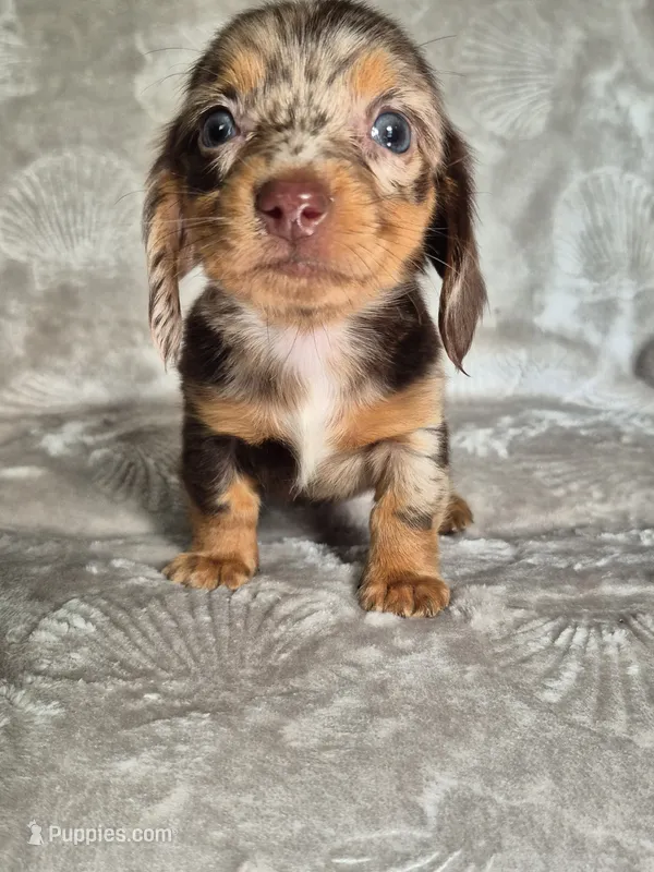 Sofia – Miniature Dachshund puppy for sale in Charlotte, NC
