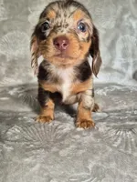 Sofia, a female Miniature Dachshund for sale in Charlotte, NC – 1 of 4