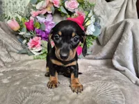 Minie , a female Miniature Dachshund for sale in Charlotte, NC – Photo 5 of 5