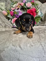 Minie , a female Miniature Dachshund for sale in Charlotte, NC – Photo 2 of 5