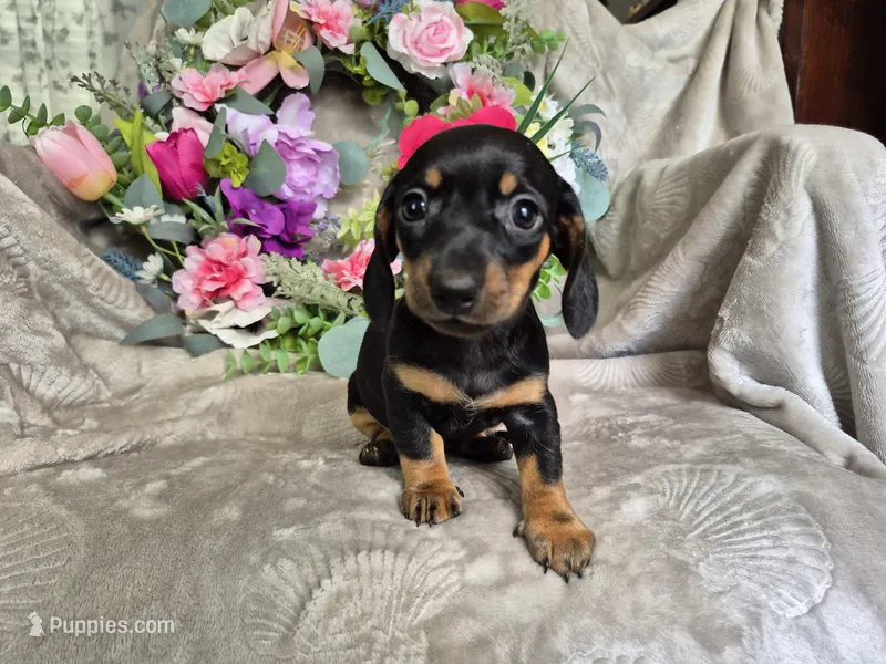 Minie  – Miniature Dachshund puppy for sale in Charlotte, NC