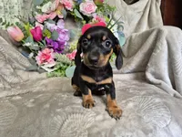 Minie , a female Miniature Dachshund for sale in Charlotte, NC – Photo 1 of 5