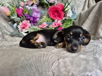 Minie , a female Miniature Dachshund for sale in Charlotte, NC – Photo 4 of 5