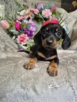 Minie , a female Miniature Dachshund for sale in Charlotte, NC – Photo 3 of 5