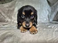 Sam, a male Miniature Dachshund for sale in Charlotte, NC – 4 of 5