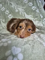 Marshall , a male Miniature Dachshund for sale in Charlotte, NC – 5 of 6