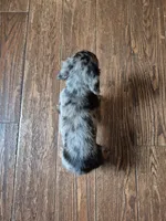 Sam, a male Miniature Dachshund for sale in Charlotte, NC – 4 of 5