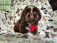 Diezel , a male Shih Tzu for sale in Charlotte, NC – 4 of 4