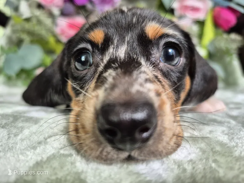 Rose  – Miniature Dachshund puppy for sale in Charlotte, NC