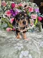 Rose , a female Miniature Dachshund for sale in Charlotte, NC – 2 of 5