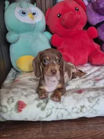 Rose , a female Miniature Dachshund for sale in Charlotte, NC – 4 of 6