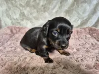 Female 2 longhair , a female Miniature Dachshund for sale in Charlotte, NC – Photo 2 of 3