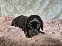 Female 2 longhair , a female Miniature Dachshund for sale in Charlotte, NC – Photo 3 of 3