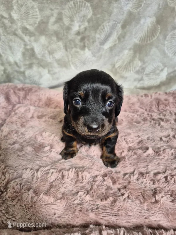 Female 2 longhair , a female Miniature Dachshund for sale in Charlotte, NC – Photo 1 of 3