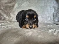 Sam, a male Miniature Dachshund for sale in Charlotte, NC – 5 of 5