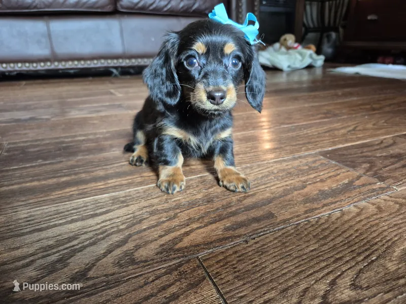 Lily – Miniature Dachshund puppy for sale in Charlotte, NC