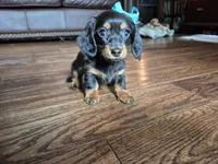 Lily, a female Miniature Dachshund for sale in Charlotte, NC – 1 of 7