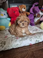 Jax, a male Shih Tzu for sale in Charlotte, NC – 4 of 5
