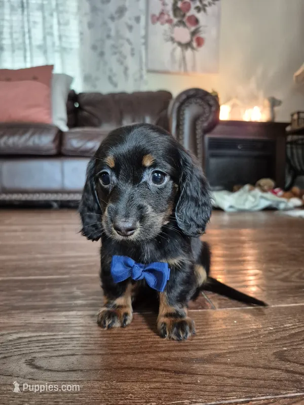 Tiny – Miniature Dachshund puppy for sale in Charlotte, NC