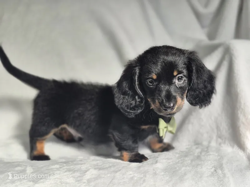 Jasper  – Miniature Dachshund puppy for sale in Charlotte, NC