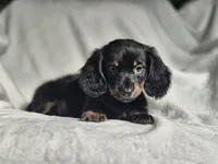 Male 2, a male Miniature Dachshund for sale in Charlotte, NC – Photo 5 of 5