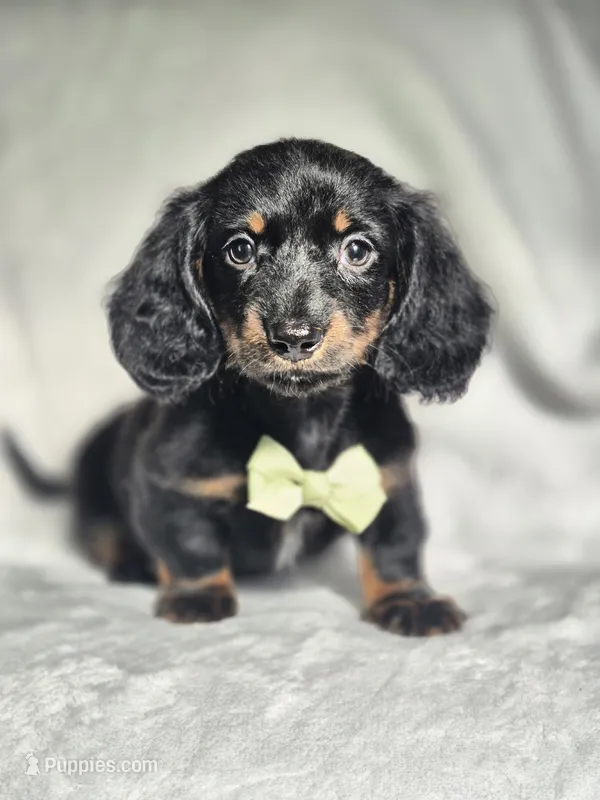 Male 2 – Miniature Dachshund puppy for sale in Charlotte, NC