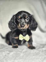 Male 2, a male Miniature Dachshund for sale in Charlotte, NC – Photo 1 of 5