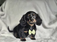 Male 2, a male Miniature Dachshund for sale in Charlotte, NC – Photo 4 of 5