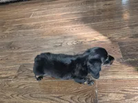 Male 2, a male Miniature Dachshund for sale in Charlotte, NC – Photo 2 of 5